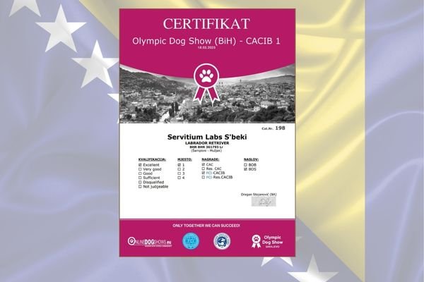 OLYMPIC DOG SHOW SARAJEVO JOS JEDAN USPJEH U NIZU TITULA - CAC,CACIB, BOS